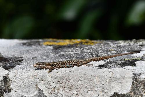 Lézard des murailles