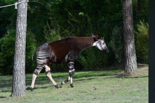 Okapi