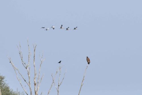 Jeune Pygargue à queue blanche, corneille noire et grues cendrées