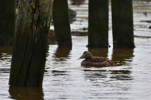 Eider à duvet (femelle)