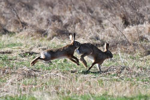 Lièvres d'Europe