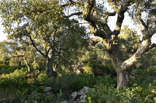 Massif des Maures Route Forestière des Crêtes