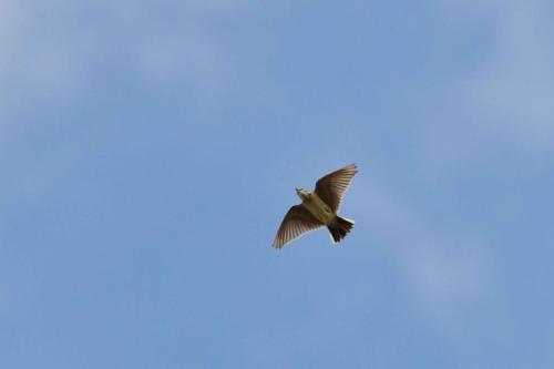 Alouette calandrelle