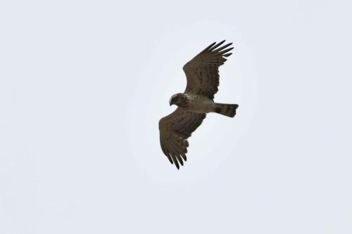 Circaète Jean-le-Blanc