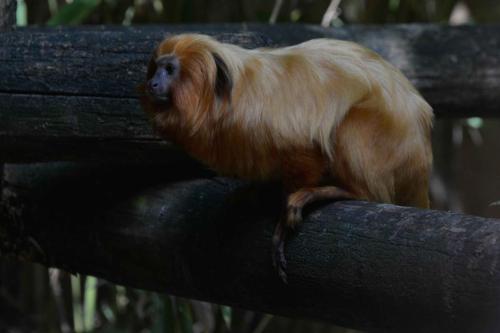 Tamarin-lion