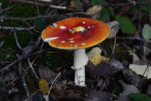 Amanite des Césars ?