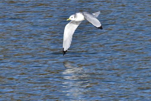 Mouette tridactyle (adulte)