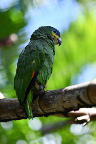 Amazone à front bleu