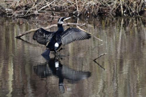 Grand cormoran