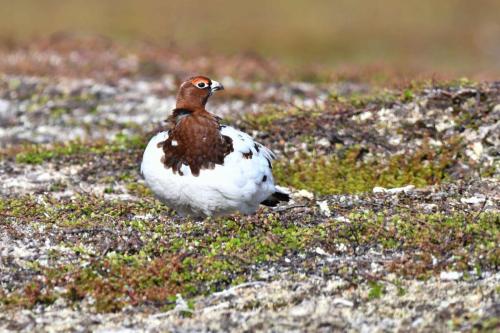 Lagopède des saules