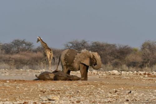 Eléphants de savane et girafe