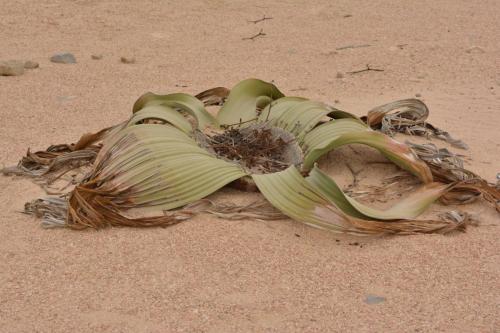 Welwitschia mirabilis