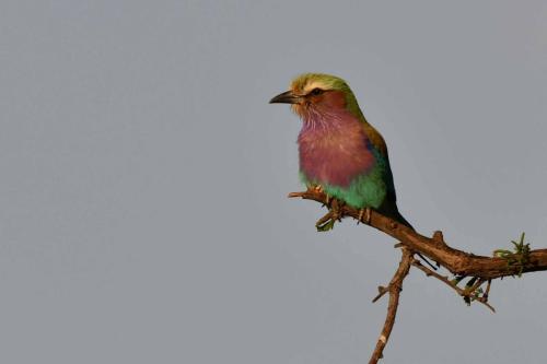 Rollier à longs brins