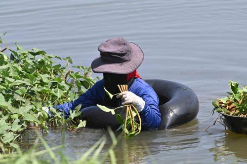 Près de Phetchaburi, récolte de plantes aquatiques.