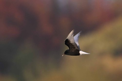 Guifette leucoptère