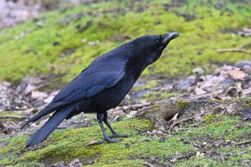 Corneille noire