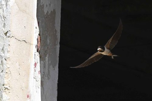 Hirondelle rustique