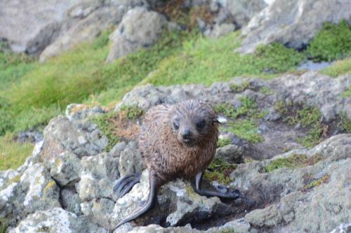 Jeune otarie à fourrure