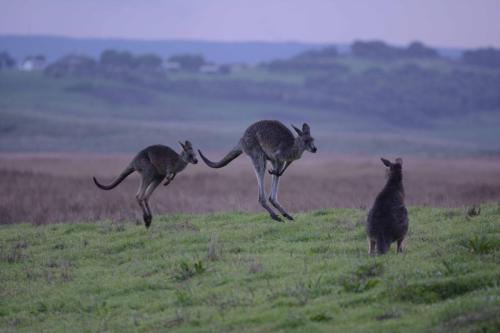 Kangourous dans le camping