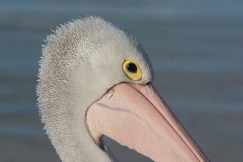 Pélican à lunettes