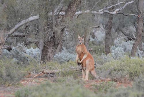 Kangourou roux
