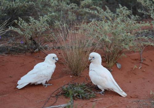 Cacatoès corella