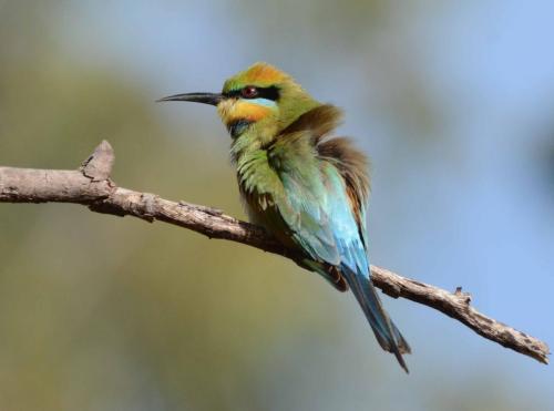 Guêpier arc-en-ciel