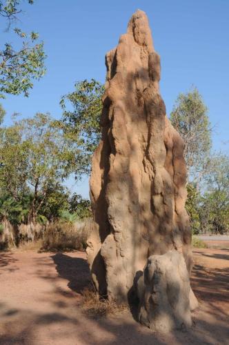 Termitière cathédrale