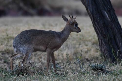 Dikdik Damara