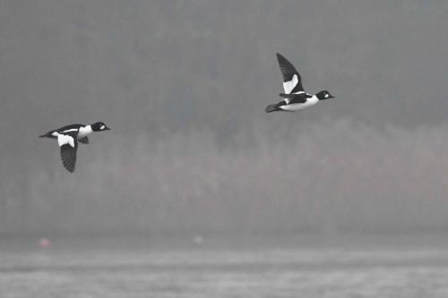 Garrots à oeil d'or
