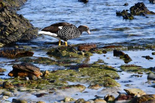 Ouette marine (femelle)