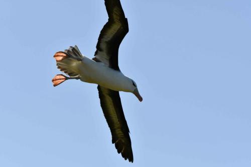 Albatros à sourcils noirs