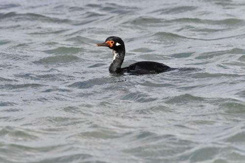 Cormoran de Magellan