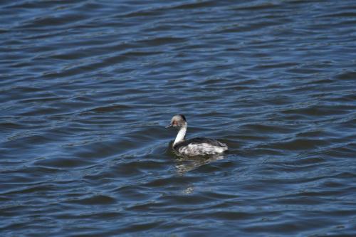Grèbe aux belles joues