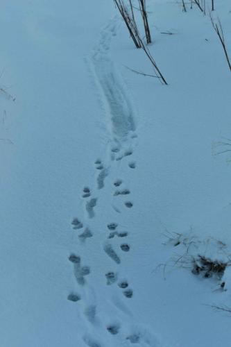 Traces de loutre