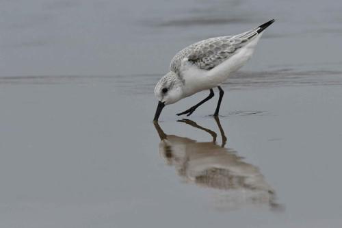Bécasseau Sanderling, plage de Pontaillac