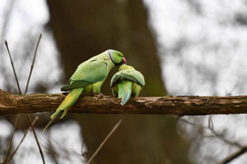 Perruches à collier