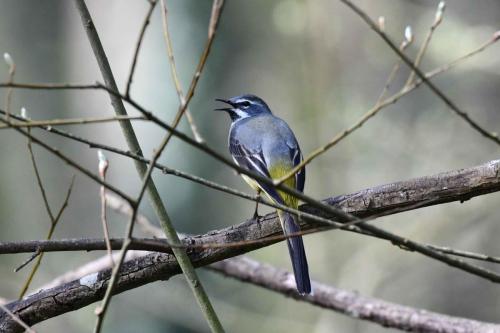 Bergeronnette des ruisseaux (mâle)