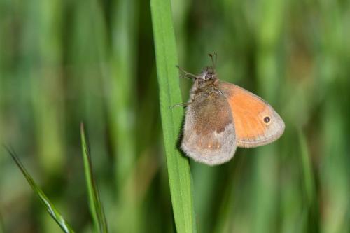 Fadet commun ( Coenonympha pamphilus)