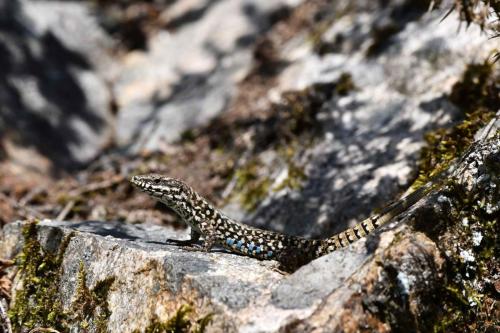 Lézard des murailles
