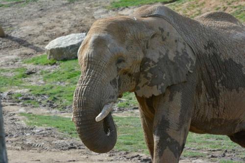 Elephant d'afrique