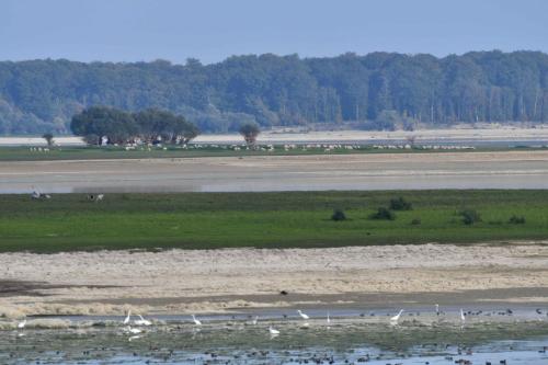 Moutons en paturage dans le lac du Der