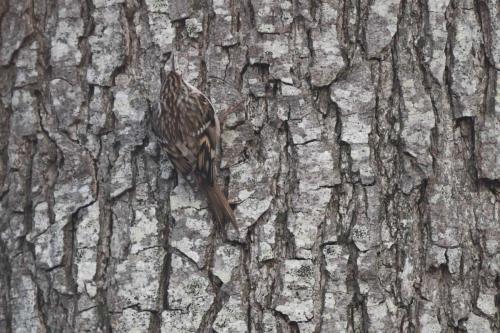 Grimpereau des jardins