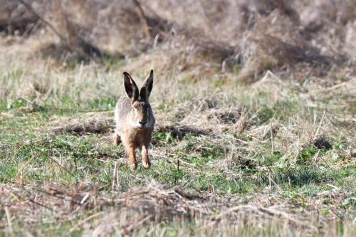 Lièvre d'Europe
