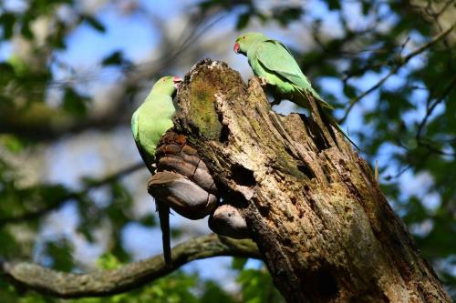Perruches à collier
