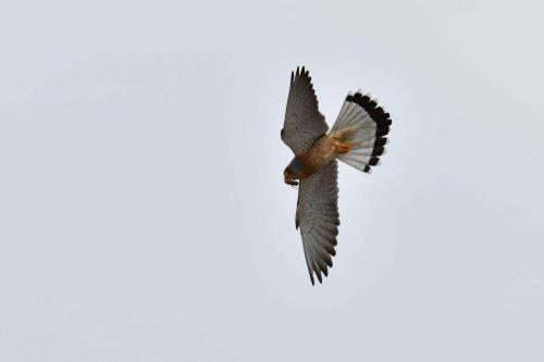 Faucon crécerellette