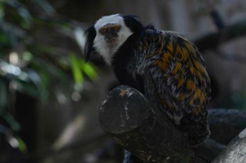 Ouistiti de Geoffroy