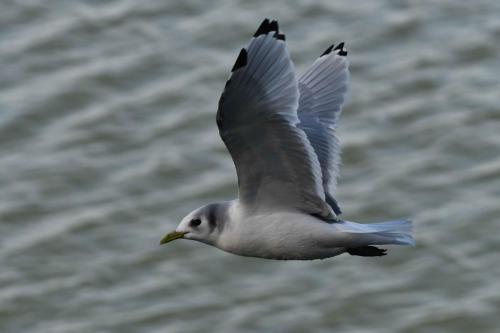 Mouette tridactyle (adulte)