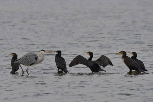 Grands cormorans et héron cendré