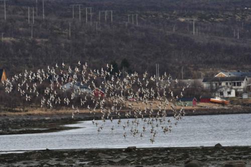 Bécasseaux maubèches